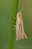 Lesser Marsh Grasshopper