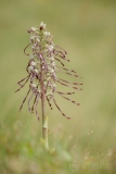Lizard Orchid