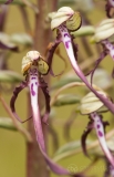 Lizard Orchid detail
