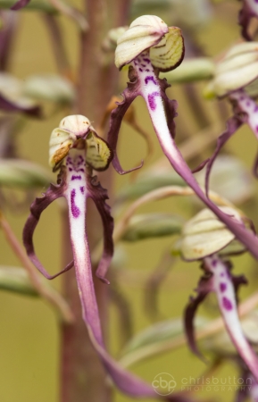 Lizard Orchid detail