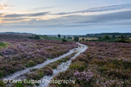 Daybreak at Longslade Bottom