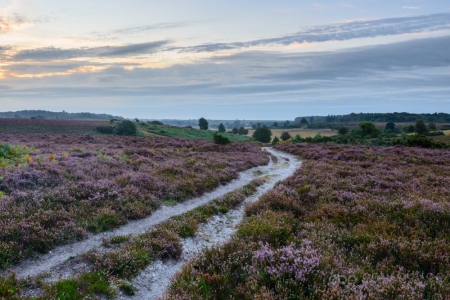 Daybreak at Longslade Bottom