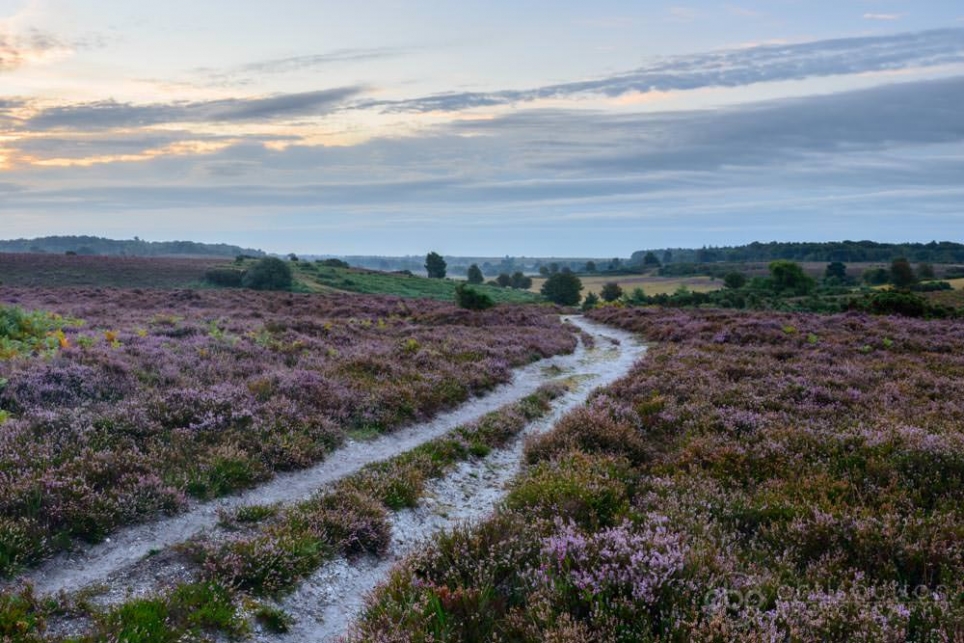 Daybreak at Longslade Bottom