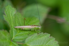 Long-winged Conehead