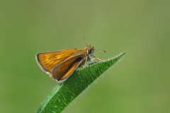 Lulworth Skipper