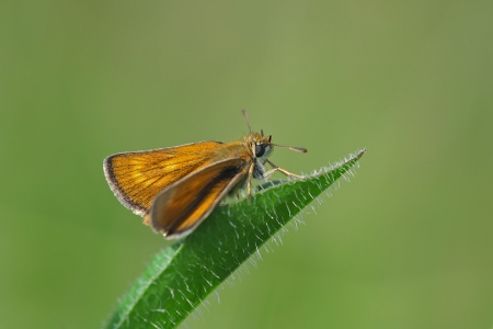 Lulworth Skipper