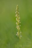 Man Orchid