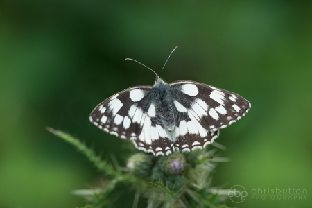 Marbled White