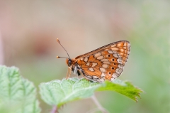 Marsh Fritillary