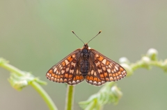 Marsh Fritillary