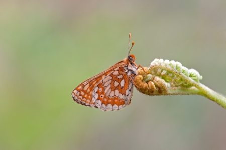 Marsh Fritillary