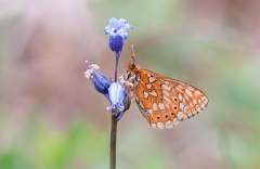 Marsh Fritillary