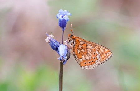Marsh Fritillary
