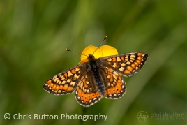 Marsh Fritillary