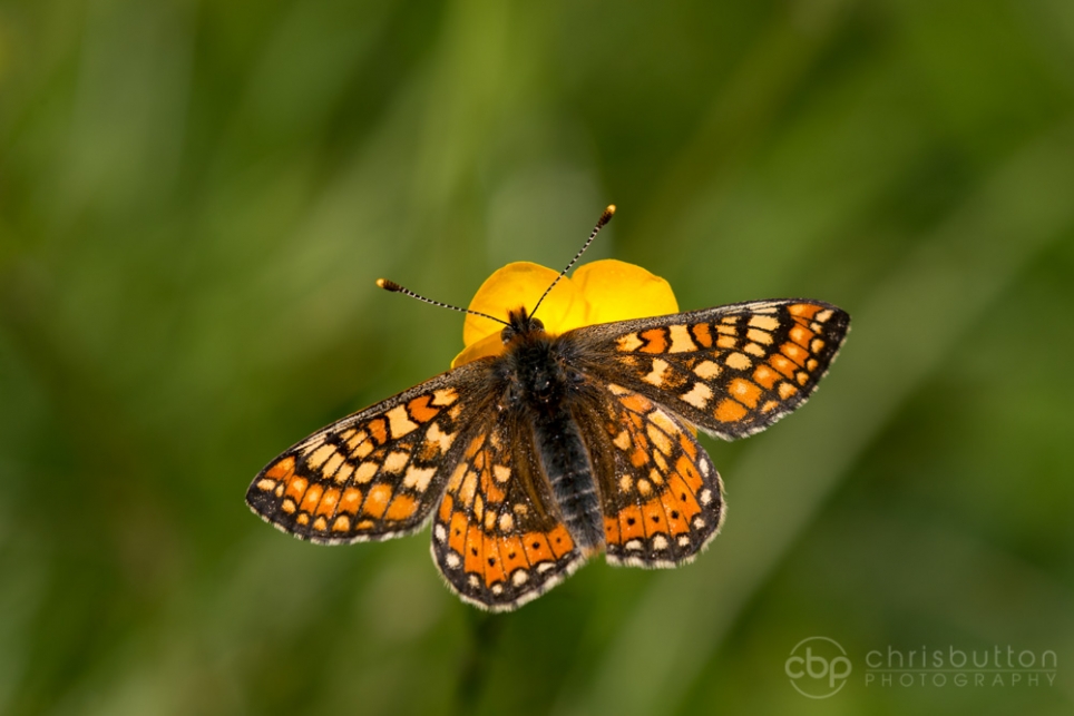 Marsh Fritillary