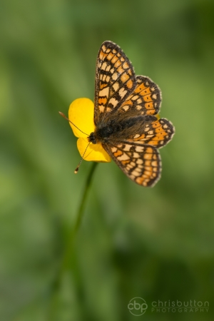 Marsh Fritillary