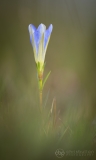 Marsh Gentian