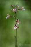Marsh Helleborine