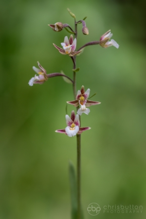 Marsh Helleborine