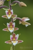 Marsh Helleborine detail