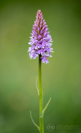 Common Spotted Orchid