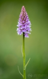 Common Spotted Orchid