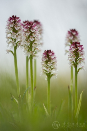 Burnt-tip Orchid