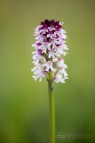 Burnt-tip Orchid