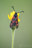 Narrow-bordered 5-spot Burnet Moth