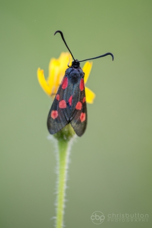 Narrow-bordered 5-spot Burnet Moth