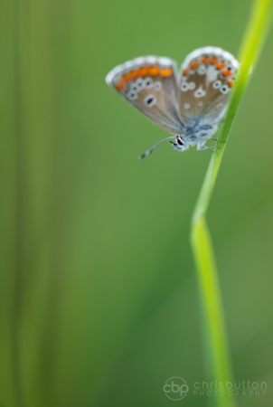 Brown Argus