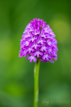 Pyramidal Orchid