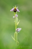 Bee Orchid