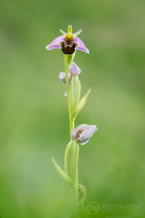 Bee Orchid