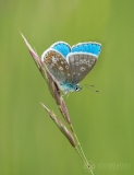 Adonis Blue