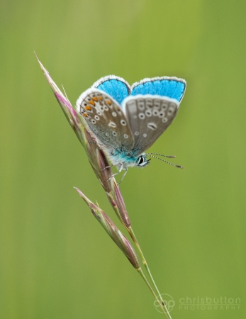 Adonis Blue