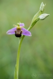 Bee Orchid