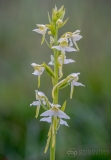 Greater Butterfly Orchid
