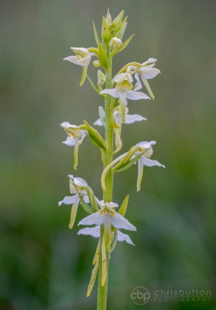 Greater Butterfly Orchid