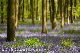 Micheldever Woods