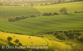Butser Hill