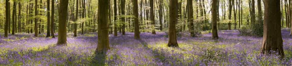 Micheldever Woods