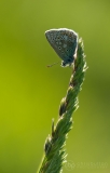 Common Blue