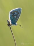 Common Blue
