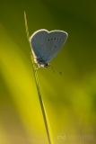 Small Blue