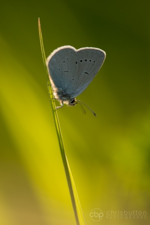 Small Blue