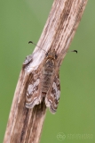 Dingy Skipper