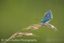 Common Blue
