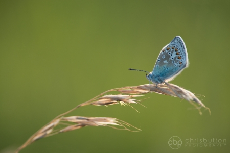 Common Blue