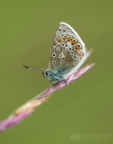 Common Blue